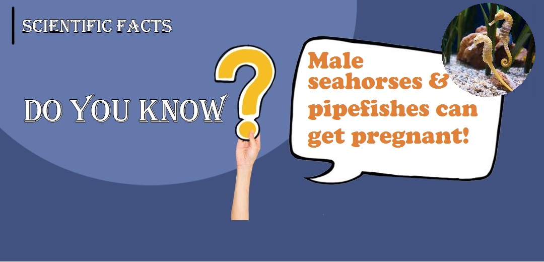 Male seahorses and pipefishes can get pregnant!