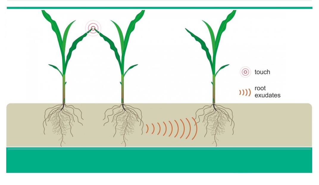 Plants Communicate by Sniffing Each Other’s Aromas